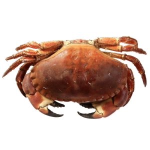 Fresh Crab