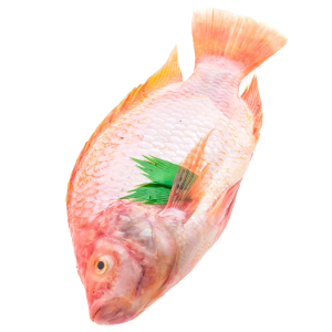 Fresh Red Tilapia